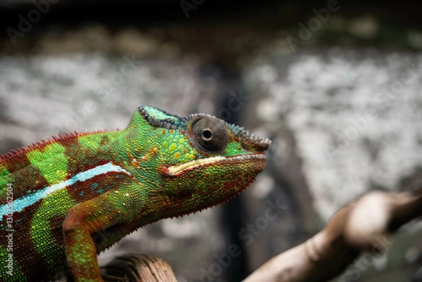 Fototapeta Vibrant Chameleon Resting on a Branch in Natural Habitat