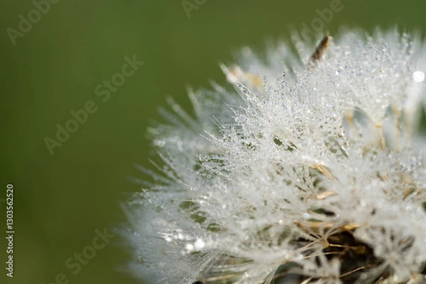 Obraz Close-up of a Dew-Covered Dandelion Seed Head in the Morning Light