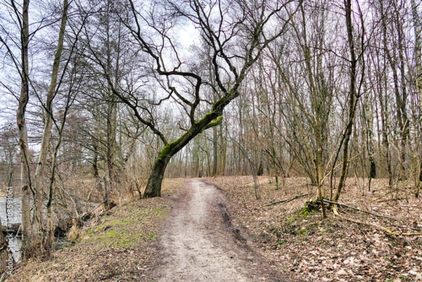Fototapeta Poznań, Cybina River Valley, protected nature area covered with lush vegetation, hills and water, views in winter