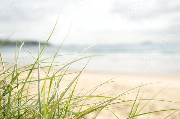 Obraz Beach grass