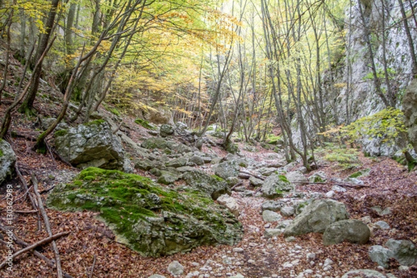Obraz sentiero nel bosco