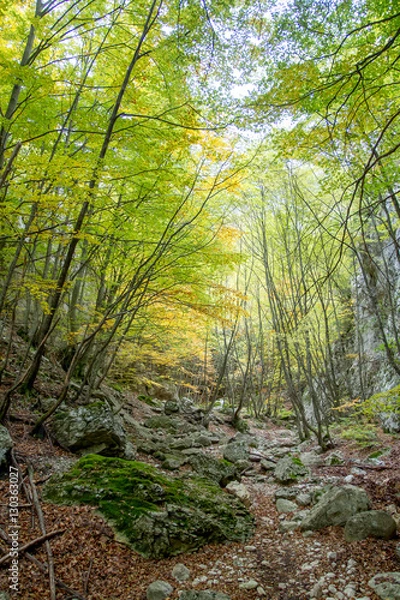 Obraz Sentiero nel bosco