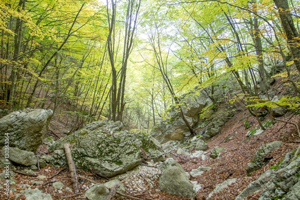 Obraz Sentiero nel bosco