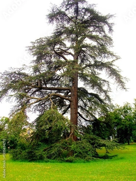 Obraz arbre dans un parc 