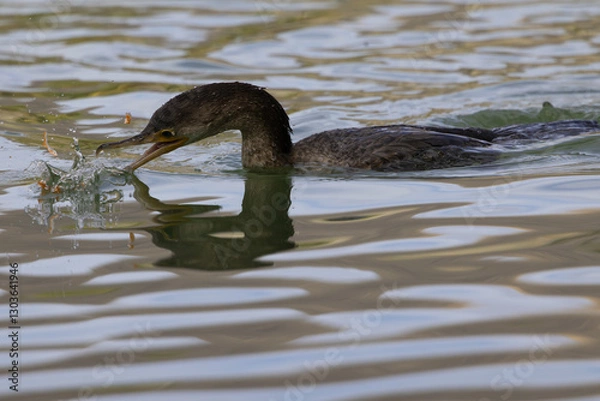 Fototapeta Fish splashes as cormorant uses hooked beak to catch it