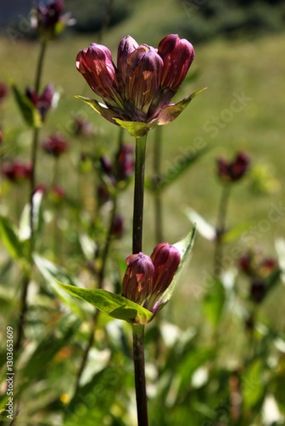 Obraz Purple gentian ( gentiana purpurea ) flower in bloom growing on a mountain meadow in the austrian Alps