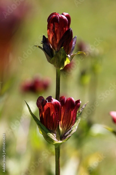 Obraz Purple gentian ( gentiana purpurea ) flower in bloom growing on a mountain meadow in the austrian Alps