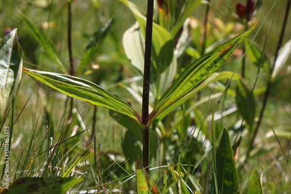 Obraz Purple gentian ( gentiana purpurea ) plant with two opposite leaves on a dark stem growing on a mountain meadow in the austrian Alps