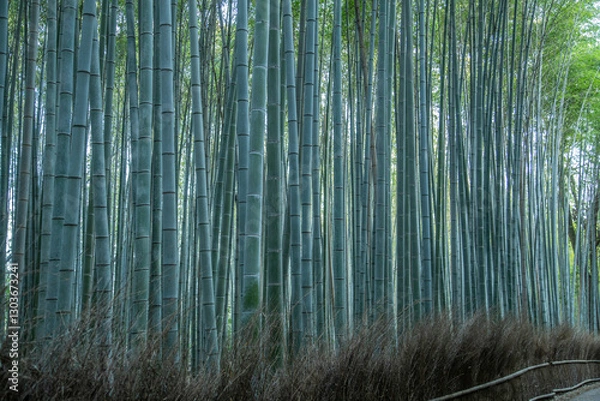Obraz The Bamboo Forest, Arashiyama Bamboo Grove or Sagano Bamboo Forest, is a natural forest of bamboo in Arashiyama, Kyoto, Japan.	