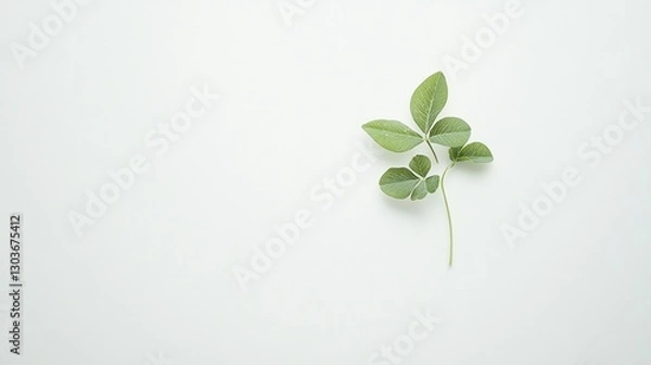 Obraz A single green leaf on a plain white background, symbolizing nature and simplicity.