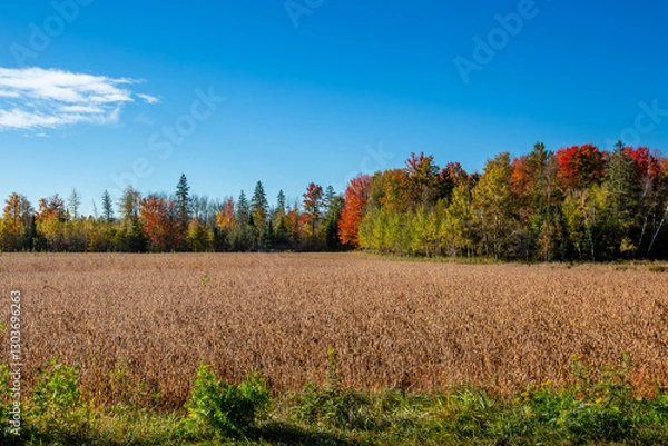 Obraz Colorful Wisconsin forest and farmland in early October