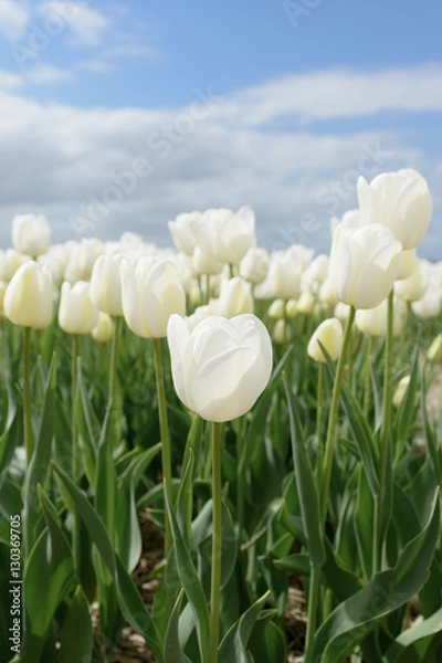 Obraz White tulips