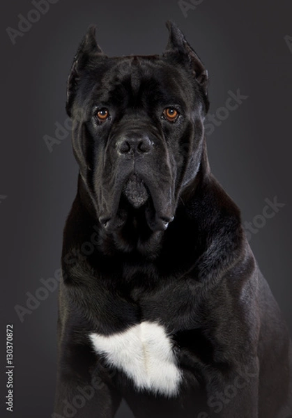 Obraz Cane Corso