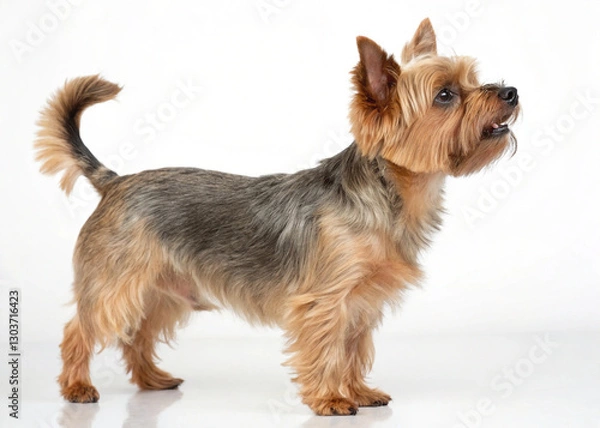 Obraz yorkshire terrier on white background