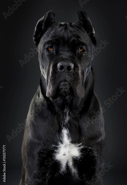 Obraz Cane corso cecilux