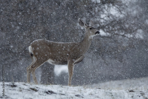 Obraz A large deer in a snowstorm. 