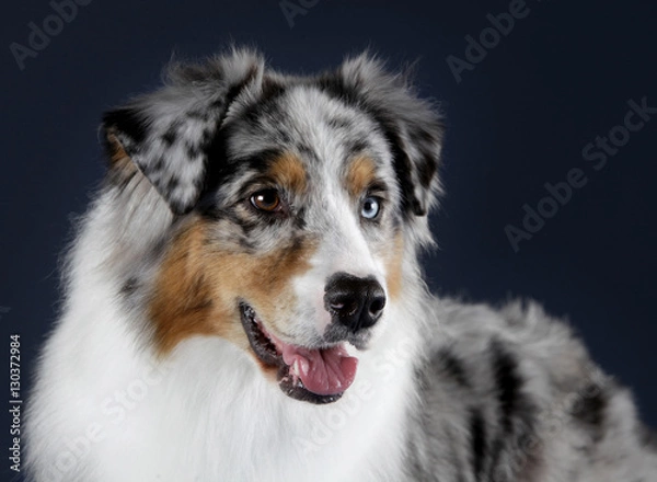 Obraz Australian sheepdog