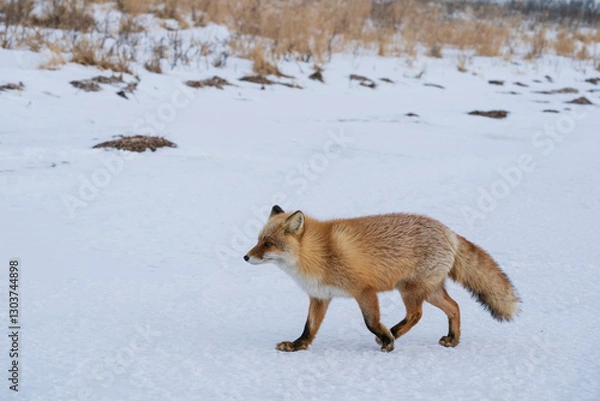 Obraz The red fox (Vulpes vulpes)