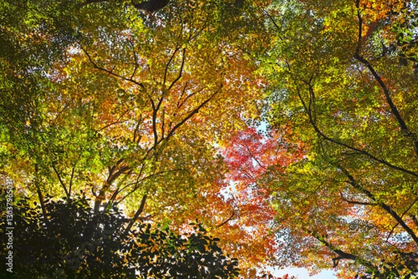 Obraz 箕面滝道の紅葉