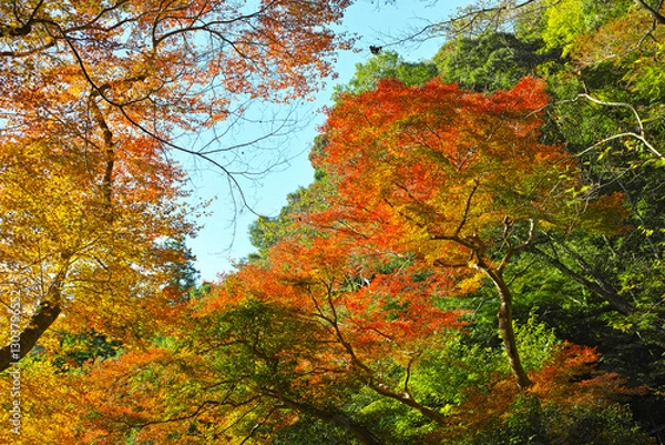 Obraz 箕面滝道の紅葉