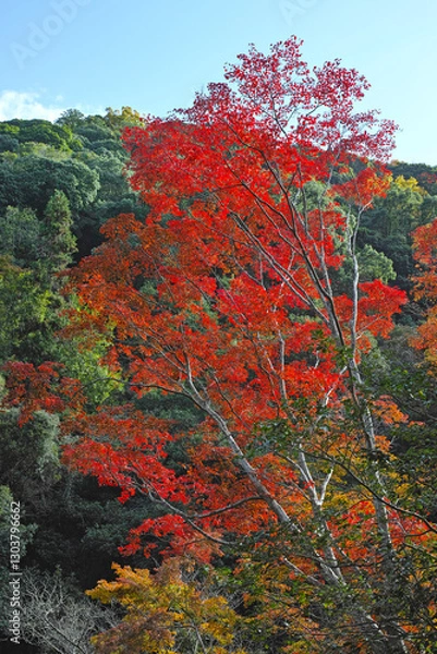 Obraz 箕面滝道の紅葉