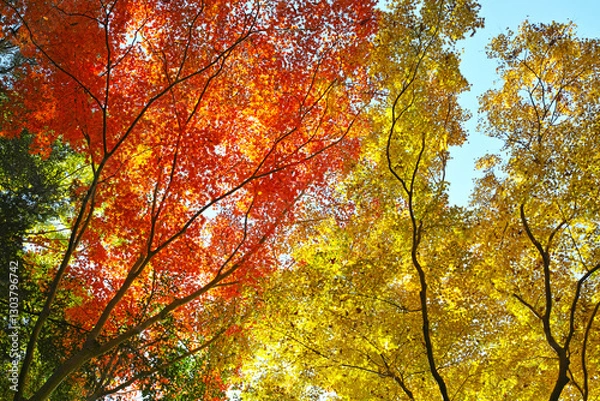 Obraz 箕面滝道の紅葉