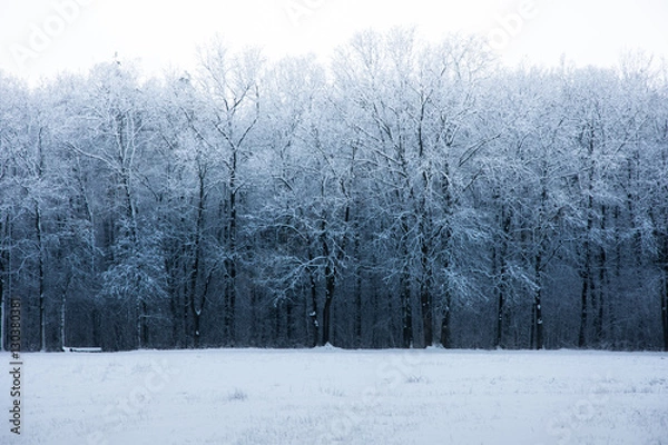 Fototapeta Zima