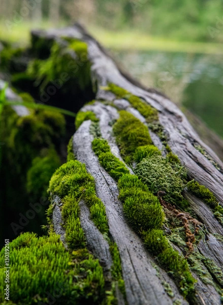 Obraz Mossy Log