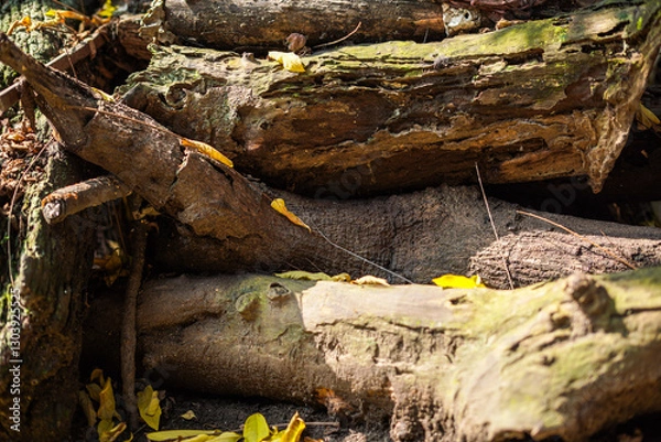 Fototapeta Old stump on the ground covered in moss and fallen leaves around it
