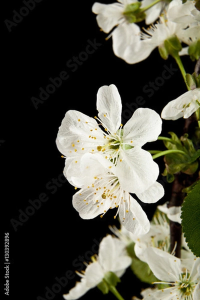 Fototapeta spring flowers of cherry
