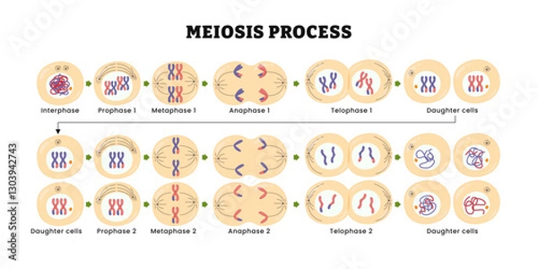 Fototapeta Meiosis process diagram, vector illustration. Interphase, prophase, metaphase, anaphase, telophase,  Cell division, Chromosomes and cells. Daughter Cells, Process of cell division and multiplication.