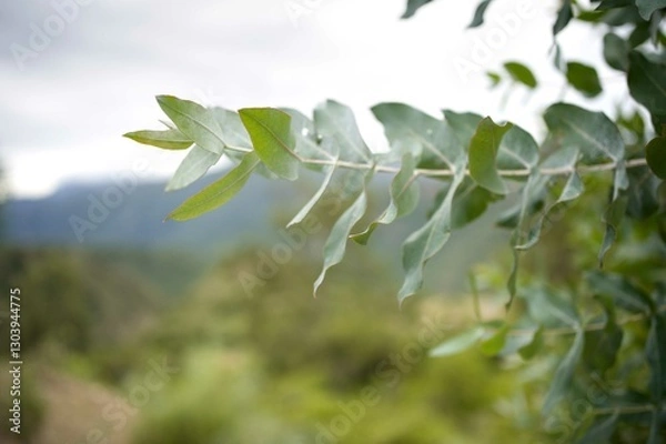 Fototapeta Close up of eucalyptus leaves with forest background.