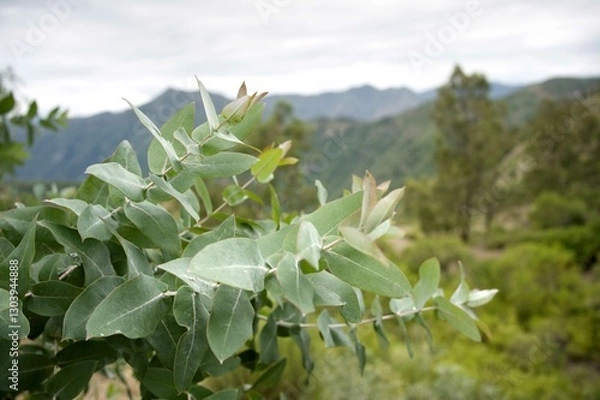 Fototapeta Close up of eucalyptus leaves with forest background.