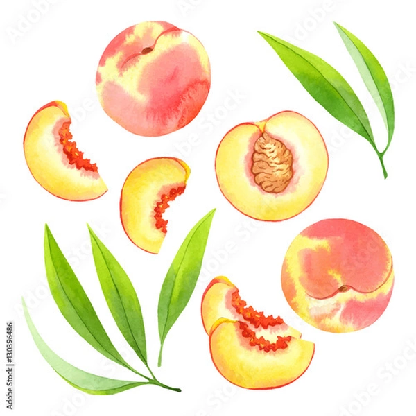 Fototapeta Watercolor vector peaches