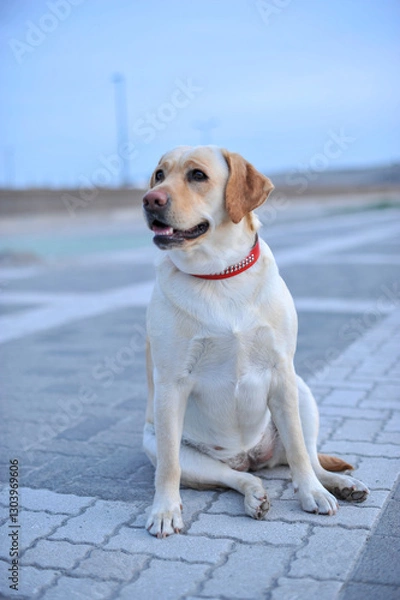 Fototapeta レトリーバー