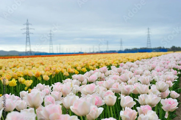 Fototapeta チュウリップ畑