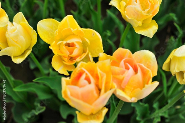 Fototapeta チュウリップ