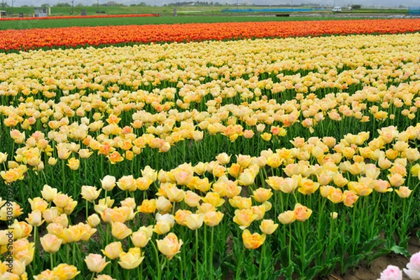 Fototapeta ちゅうりっぷ畑