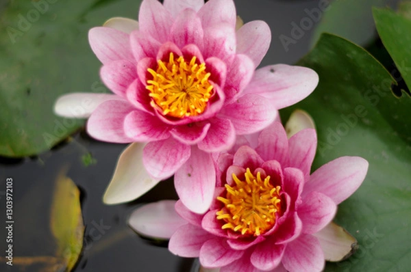 Fototapeta 蓮の花