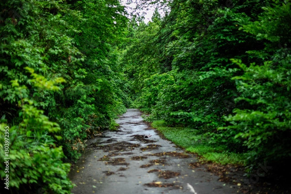 Fototapeta 森の中の道路