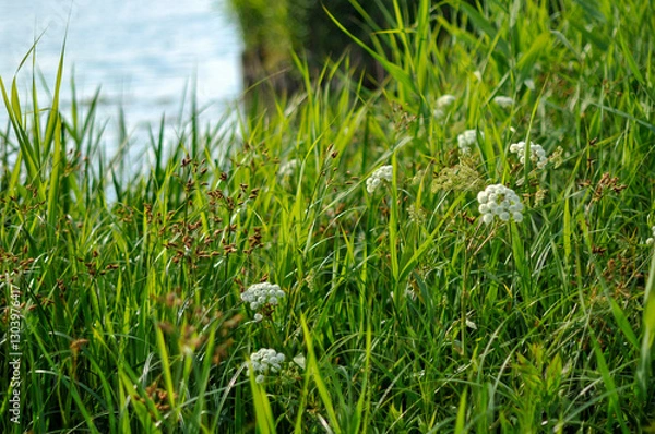 Fototapeta 湿地帯の岸辺