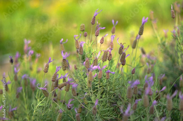 Fototapeta ラベンダー