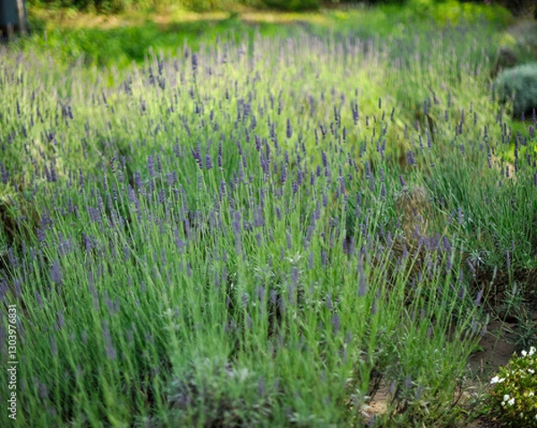 Fototapeta ラベンダー畑