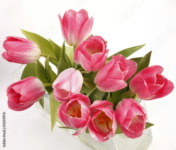 Fototapeta pink tulips