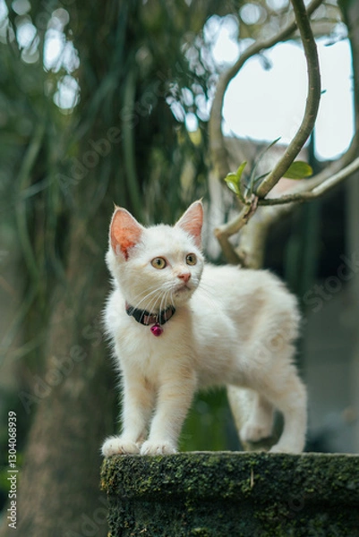 Fototapeta A white kitten poses warily towards another animal in a flower pot with an out-of-focus background, taken in the morning.