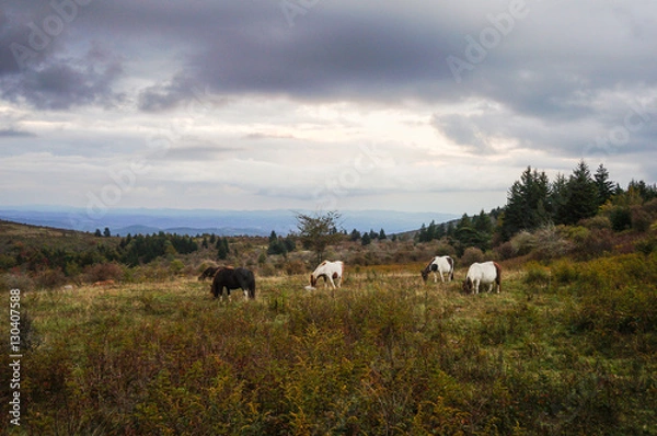 Fototapeta Grazing ponies at dusk, Grayson Highlands