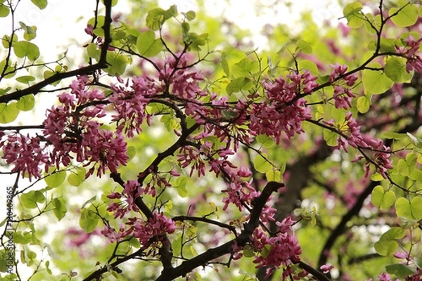 Fototapeta Blooming tree with pink flowers in spring