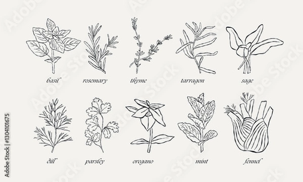 Obraz Various culinary herbs. Hand drawn vector illustration. All elements are isolated.