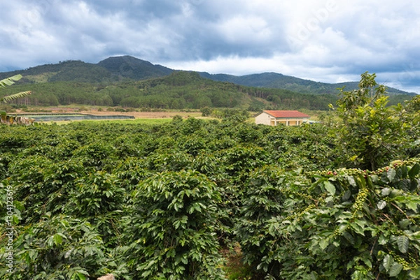 Obraz coffee trees with green beans
