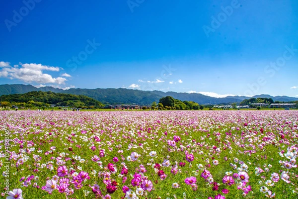 Fototapeta 秋、奈良県藤原宮跡 広大なコスモス畑と青空
